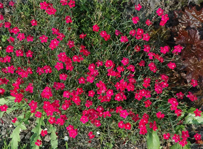 Garten-Pfingst-Nelke 'Rubin'