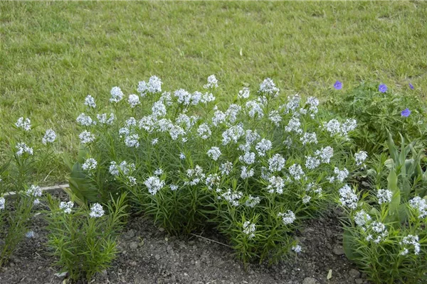 Amsonia