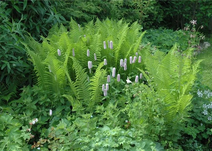 Dryopteris filix-mas