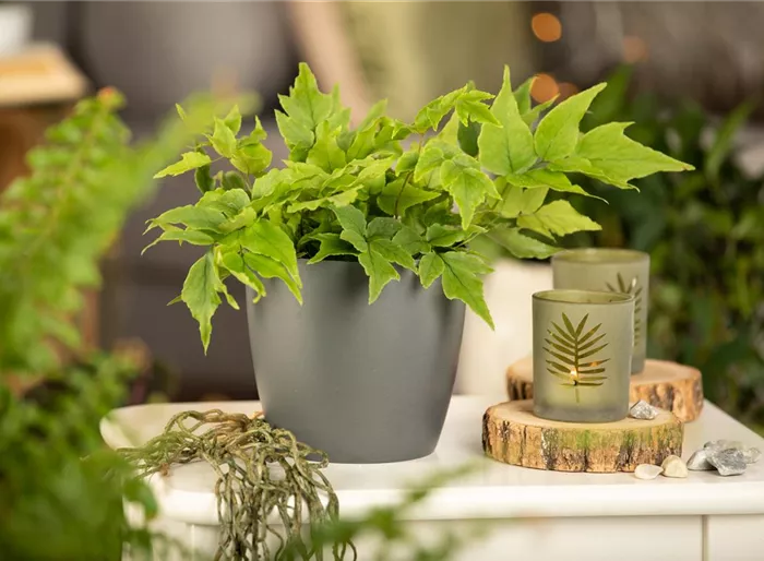 Fortunes-Sichel-Farn