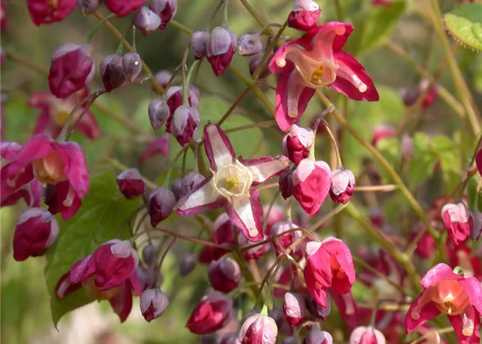Epimedium alpinum