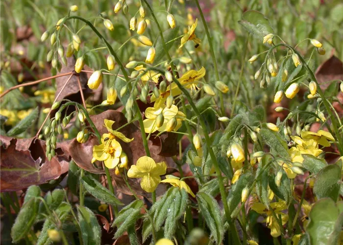Epimedium pinnatum ssp.colchicum