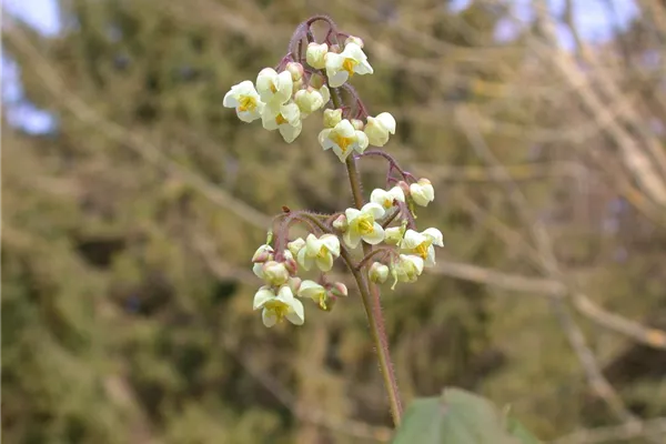 Flaumige Elfenblume
