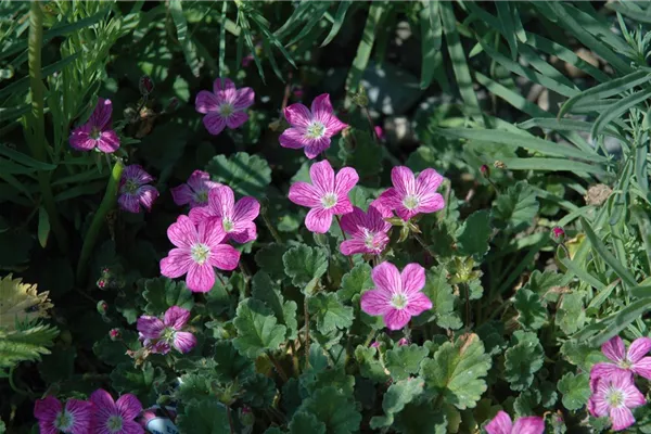 Zwergiger Garten-Reiherschnabel 'Bishop´s Form'