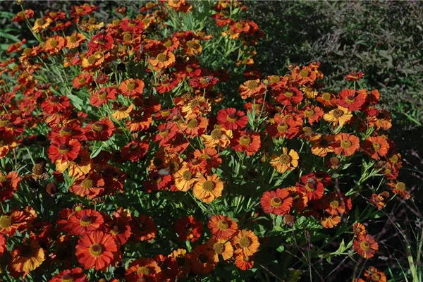 Garten-Sonnenbraut 'Moerheim Beauty'