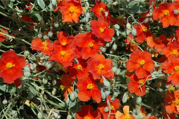 Garten-Sonnenröschen 'Fire Dragon'