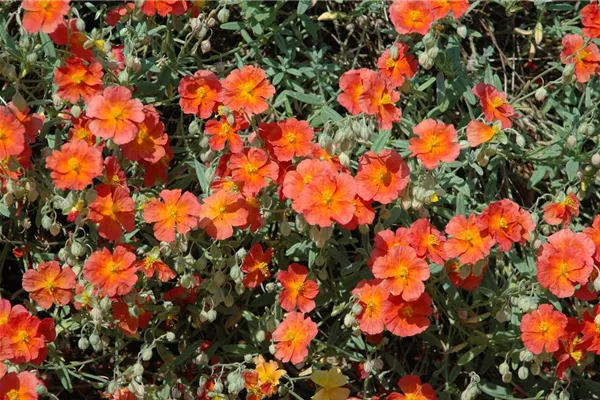 Garten-Sonnenröschen 'Watergate Orange'
