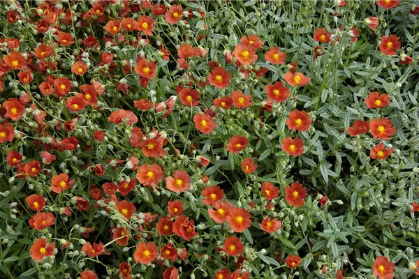 Garten-Sonnenröschen 'Bronzeteppich'