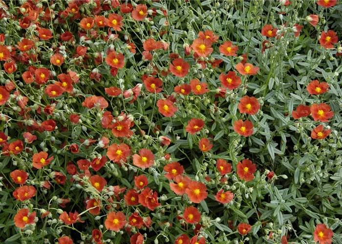 Helianthemum x cult.'Bronzeteppich'