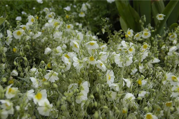 Garten-Sonnenröschen 'Snow Queen'