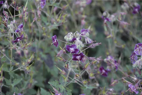 Brauner Garten-Storchschnabel 'Samobor'
