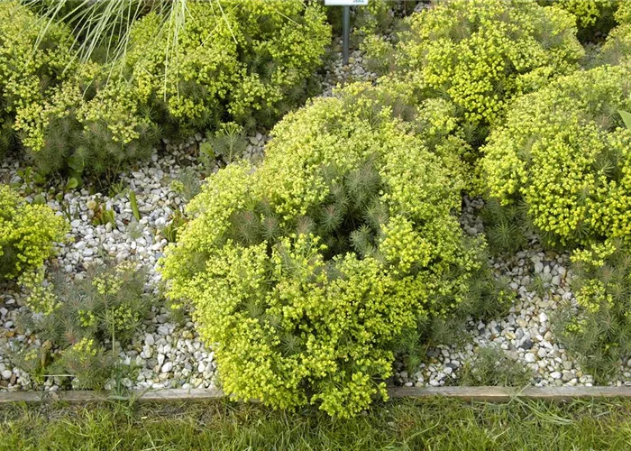 Euphorbia cyparissias 'Clarice Howard'