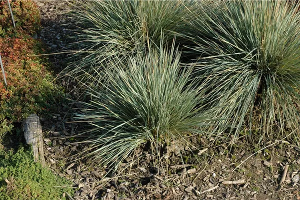 Garten-Blaustrahlhafer 'Saphirsprudel'