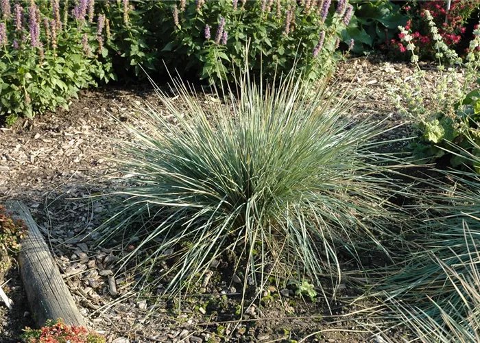 Helictotrichon sempervirens 'Saphirsprudel'