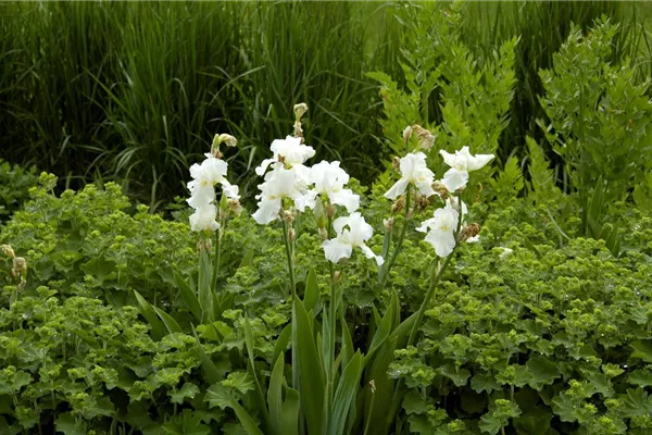 Hohe Bart-Iris 'Glacier'