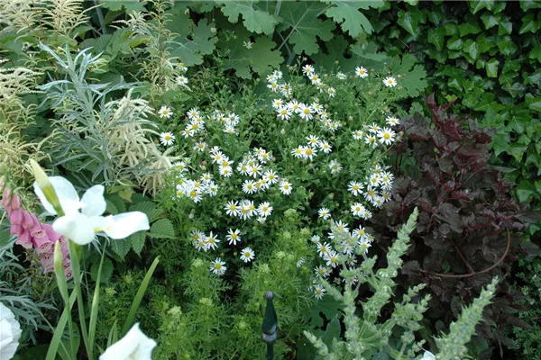 Garten-Schönaster 'Alba'