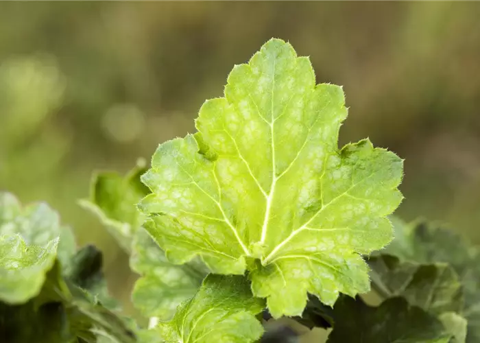 Heuchera villosa var.macrorrhiza