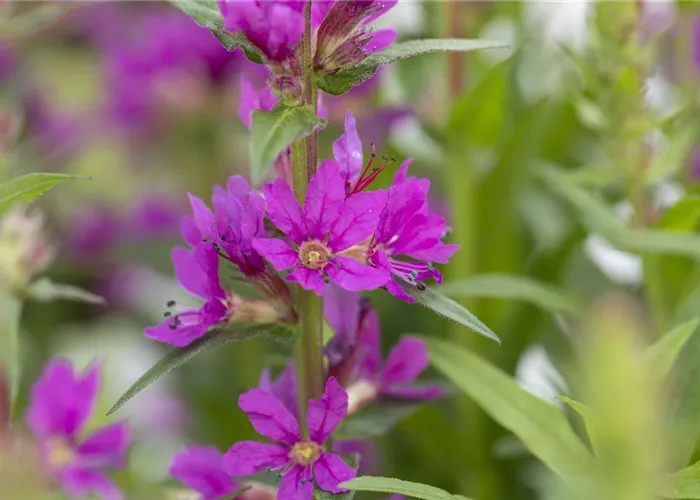 Lythrum salicaria