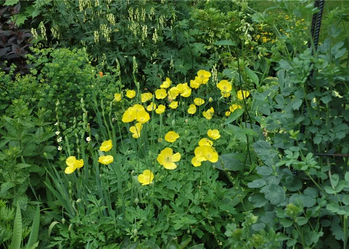 Papaver cambricum (Meconopsis)