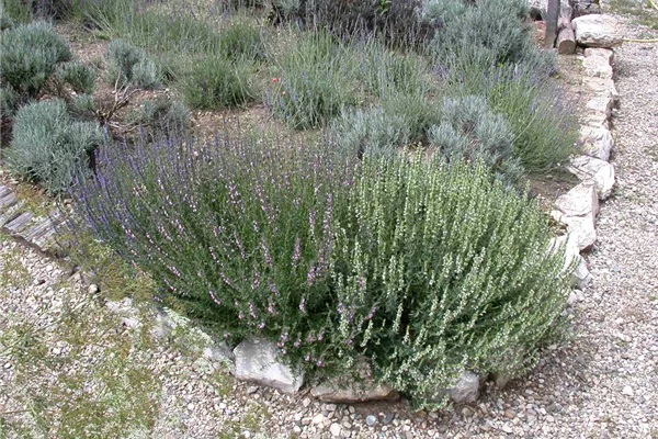 Bastard-Garten-Lavendel