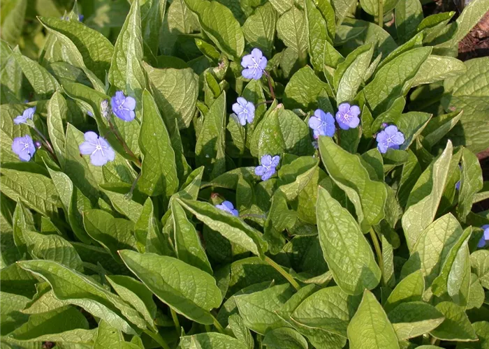 Omphalodes verna