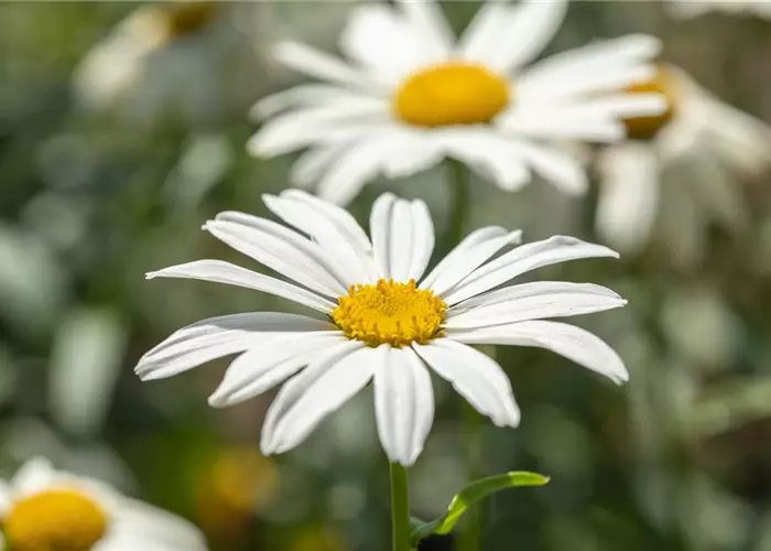 Leucanthemum x superb.'Gruppenstolz'