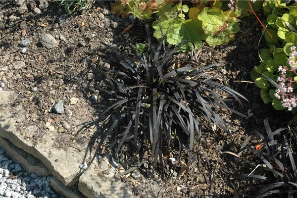 Schwarzer Schlangenbart 'Nigrescens'