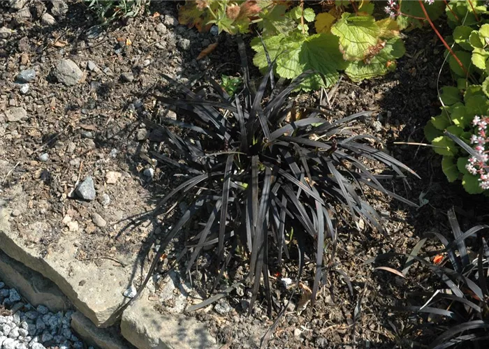 Ophiopogon planiscapus 'Nigrescens'