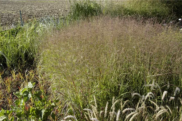 Garten-Ruten-Hirse