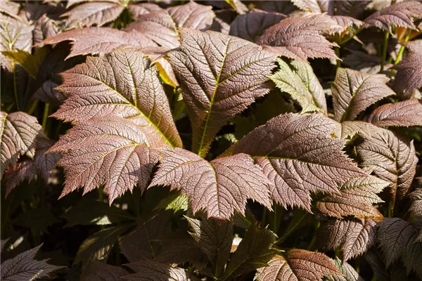 Garten-Schaublatt 'Rotlaub'