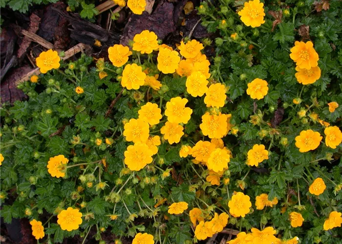 Potentilla neumanniana