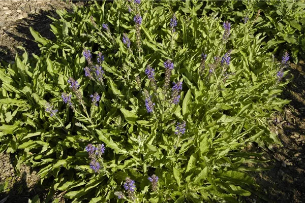 Garten-Blüten-Salbei 'Rügen'