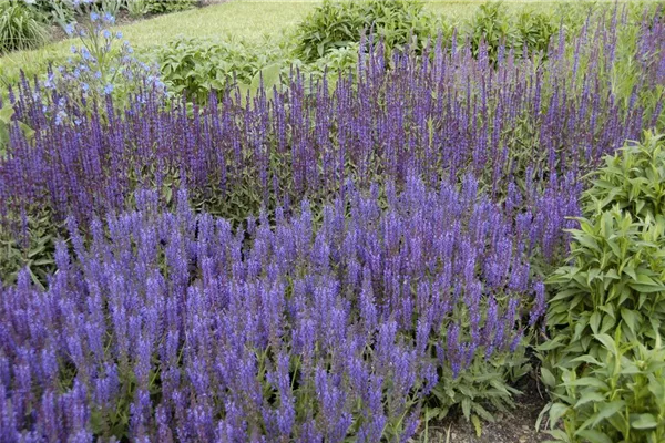 Garten-Blüten-Salbei 'Wesuwe'