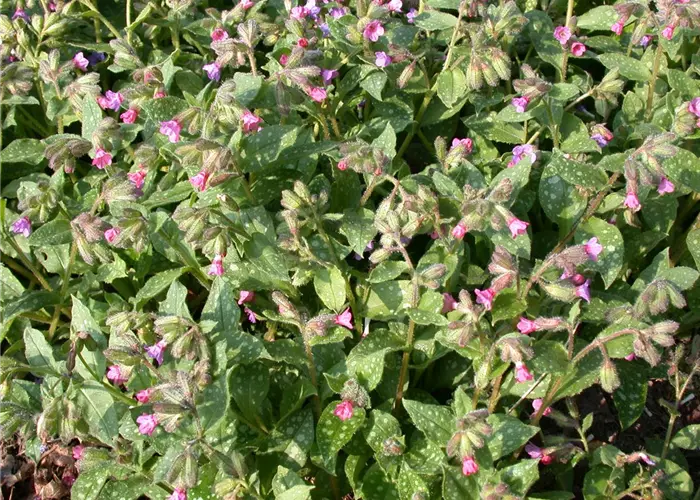 Pulmonaria saccharata 'Mrs Moon'