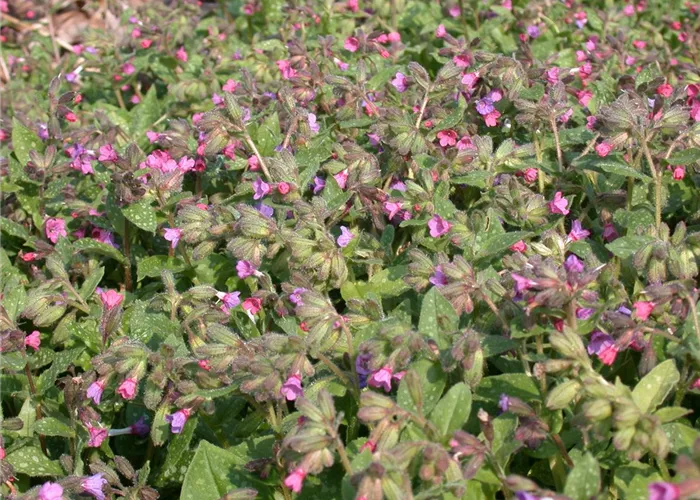 Pulmonaria officinalis 'Dora Bielefeld'