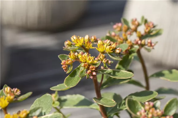 Buntlaubiges Garten-Fettblatt