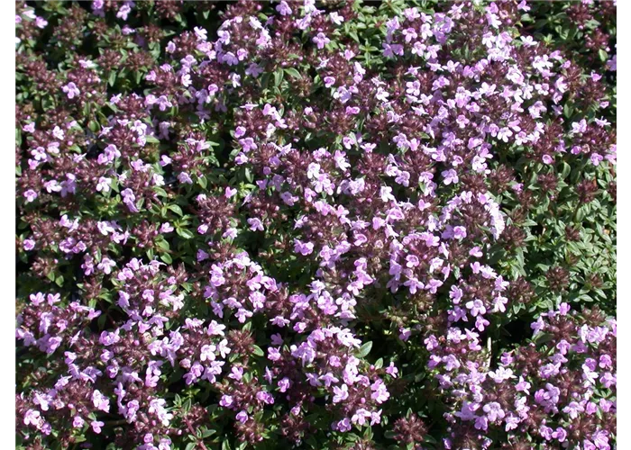 Thymus herba-barona var.citridora