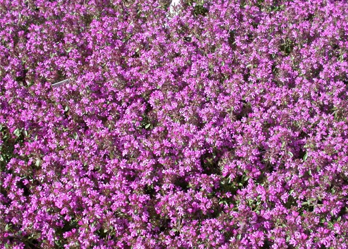 Thymus serpyllum 'Atropurpurea'