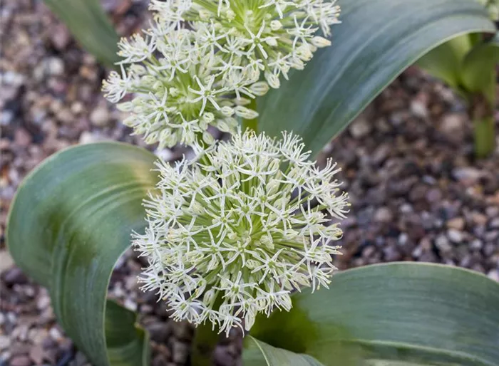 Blauzungen-Lauch Blauzungen-Lauch