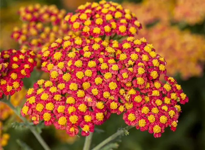 Schafgarbe 'Walter Funcke'