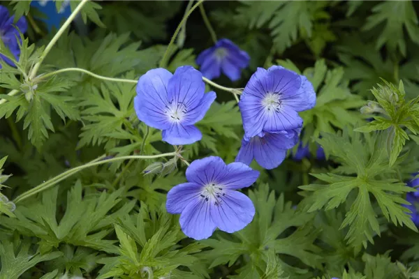 Garten-Storchschnabel 'Orion'
