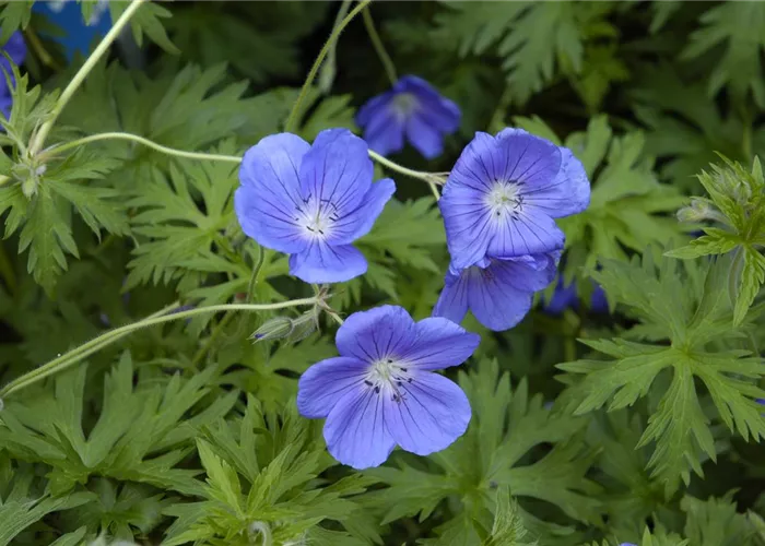Geranium x pratense 'Orion'