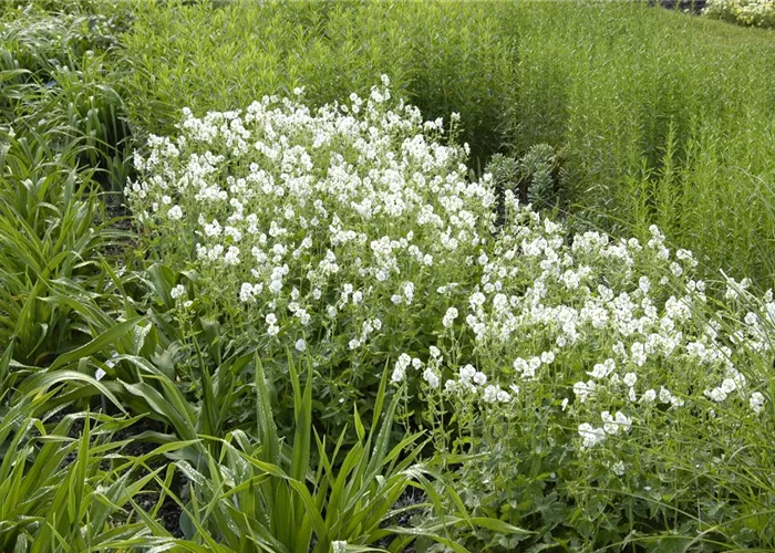 Geranium phaeum 'Album'