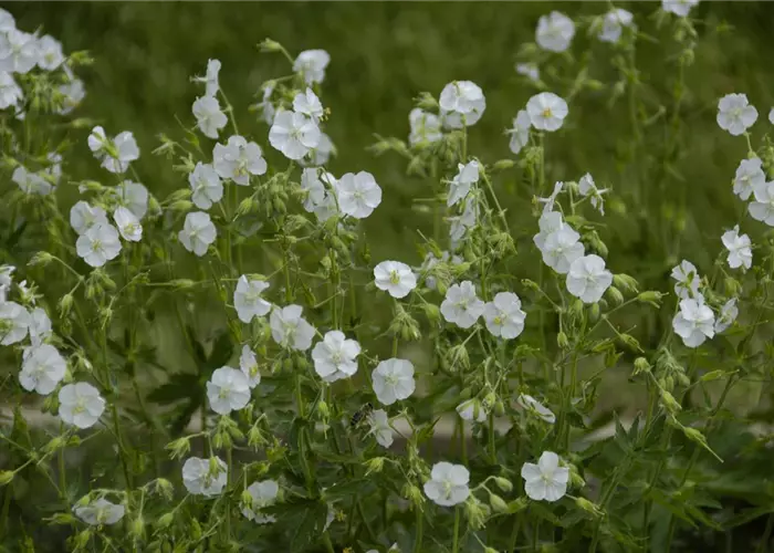 Geranium phaeum 'Album'