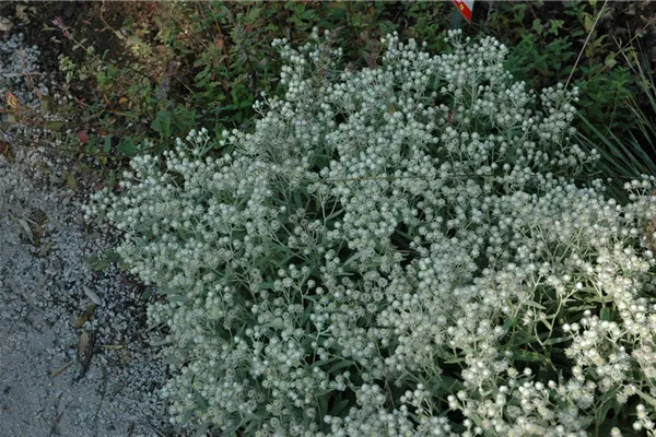 Garten-Perlkörbchen 'Sommerschnee'