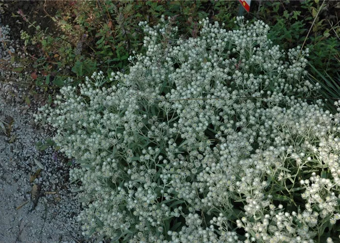 Anaphalis triplinervis 'Sommerschnee'