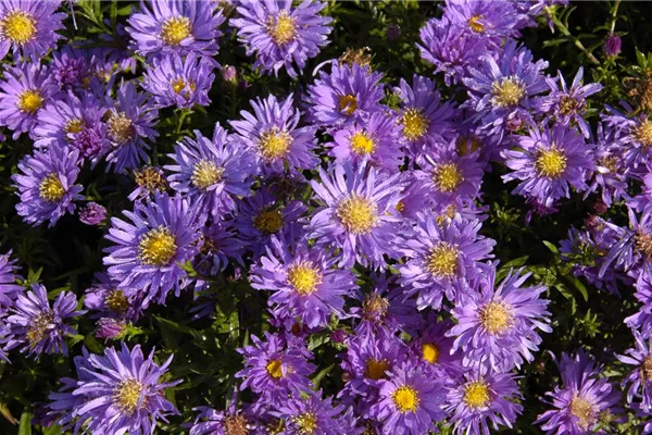 Garten-Kissen-Aster 'Blaue Lagune'