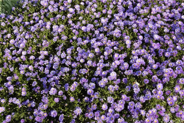 Garten-Kissen-Aster 'Mittelmeer'