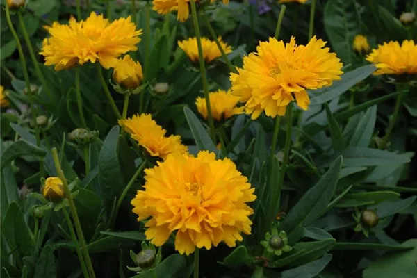 Großblumiges Mädchenauge 'Early Sunrise'