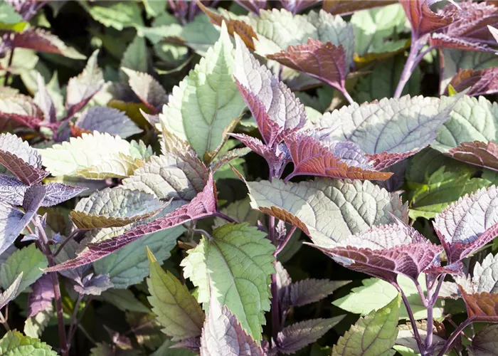 Eupatorium rugosum 'Chocolate'